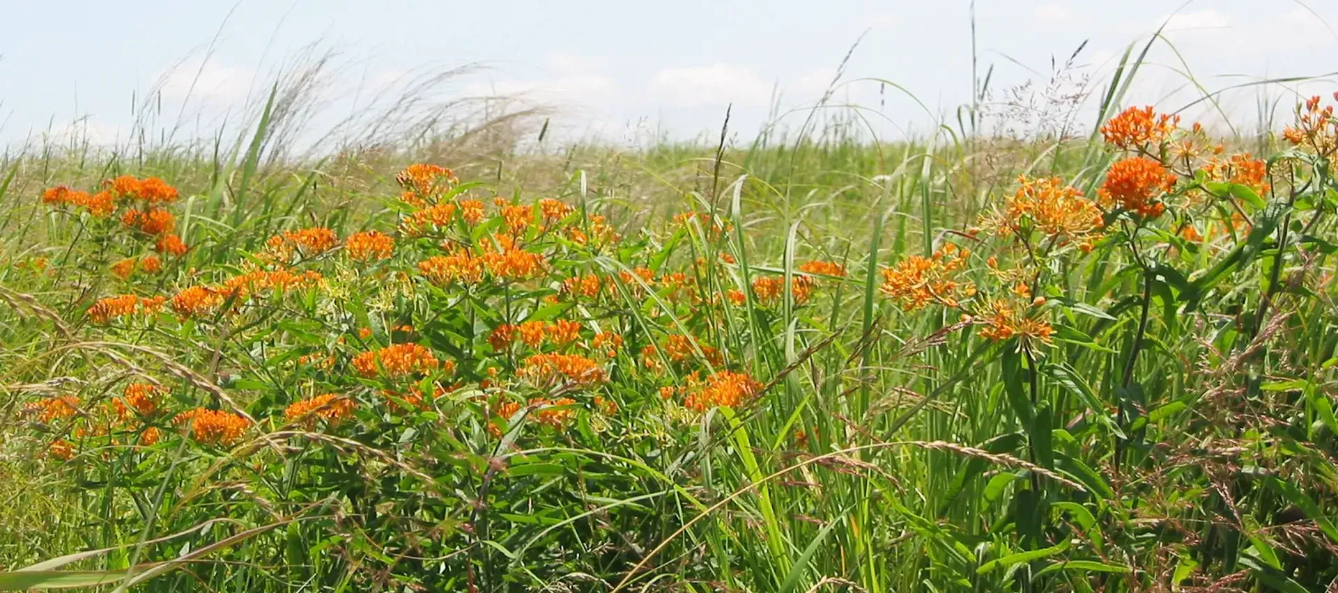 orange milkweed flowers in a meadow