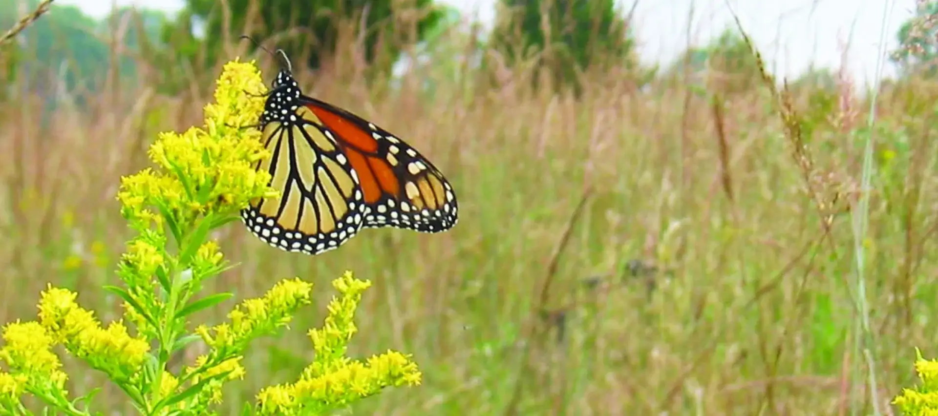 an orange and black butterfly on a yellow flower in a meadow