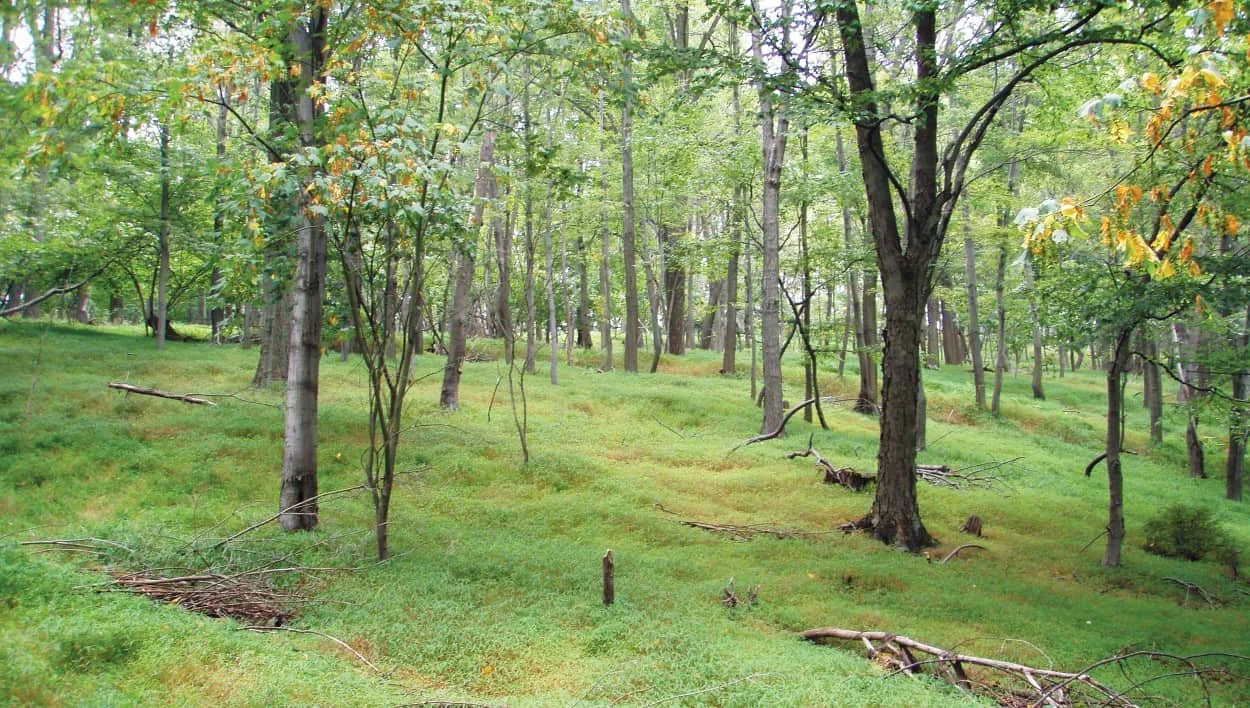 A green forest with a few tall trees and a carpet of invasive stiltgrass below.