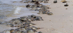 piles of living horseshoe crabs line the sandy edge of the ocean, many of them on their backs and on top of one another