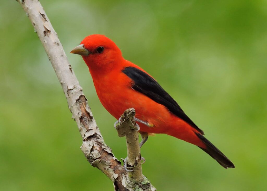 A striking red bird with black wings perches on a twig with a green background.