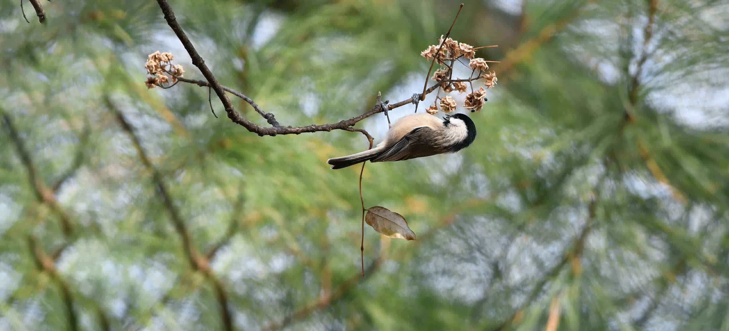 A gray bird with a white belly and black yead perches upside down on a branch