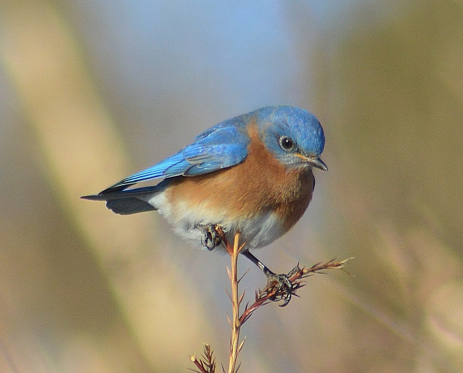 bird with red breast and blue head and wings sits atop a thorny stem