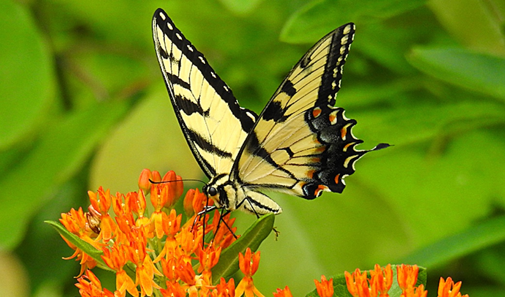 An Eastern Tiger Swallowtail Butterfly with wings open standings on a cluster of orange Butterfly Weed flowers.
