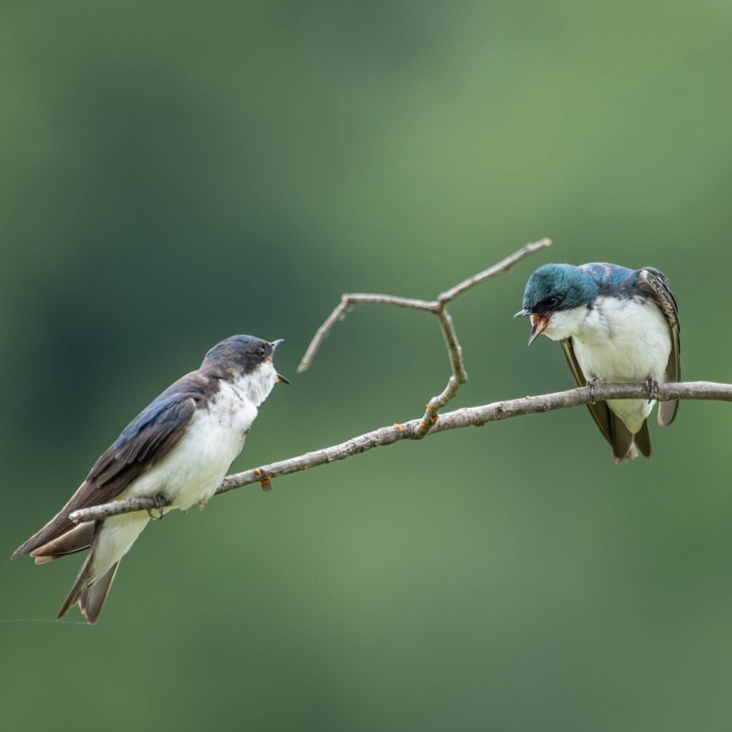 Two Tree Swallows perched on a branch with their mouths open towards each other.