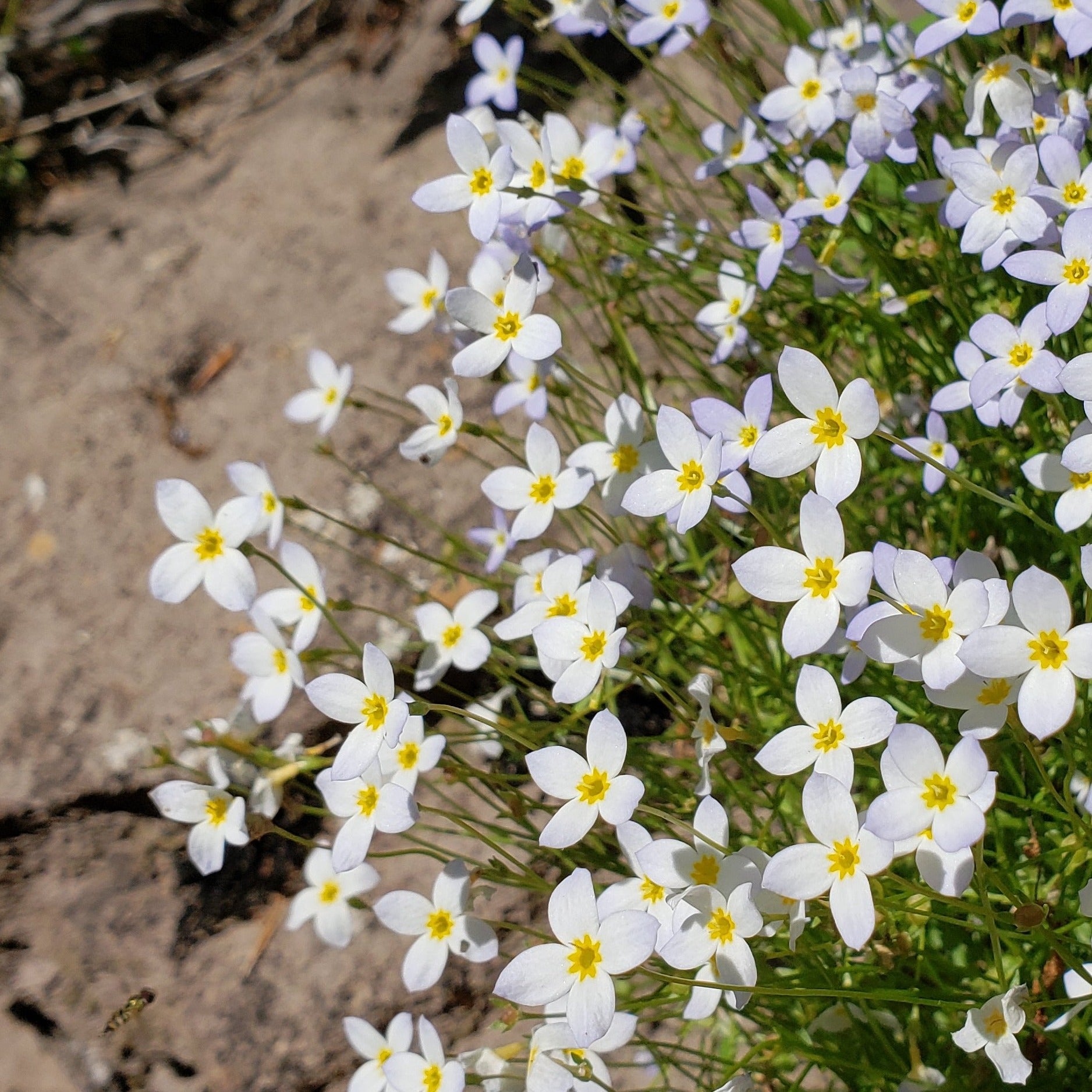 Bluets (Houstonia caerulea)
