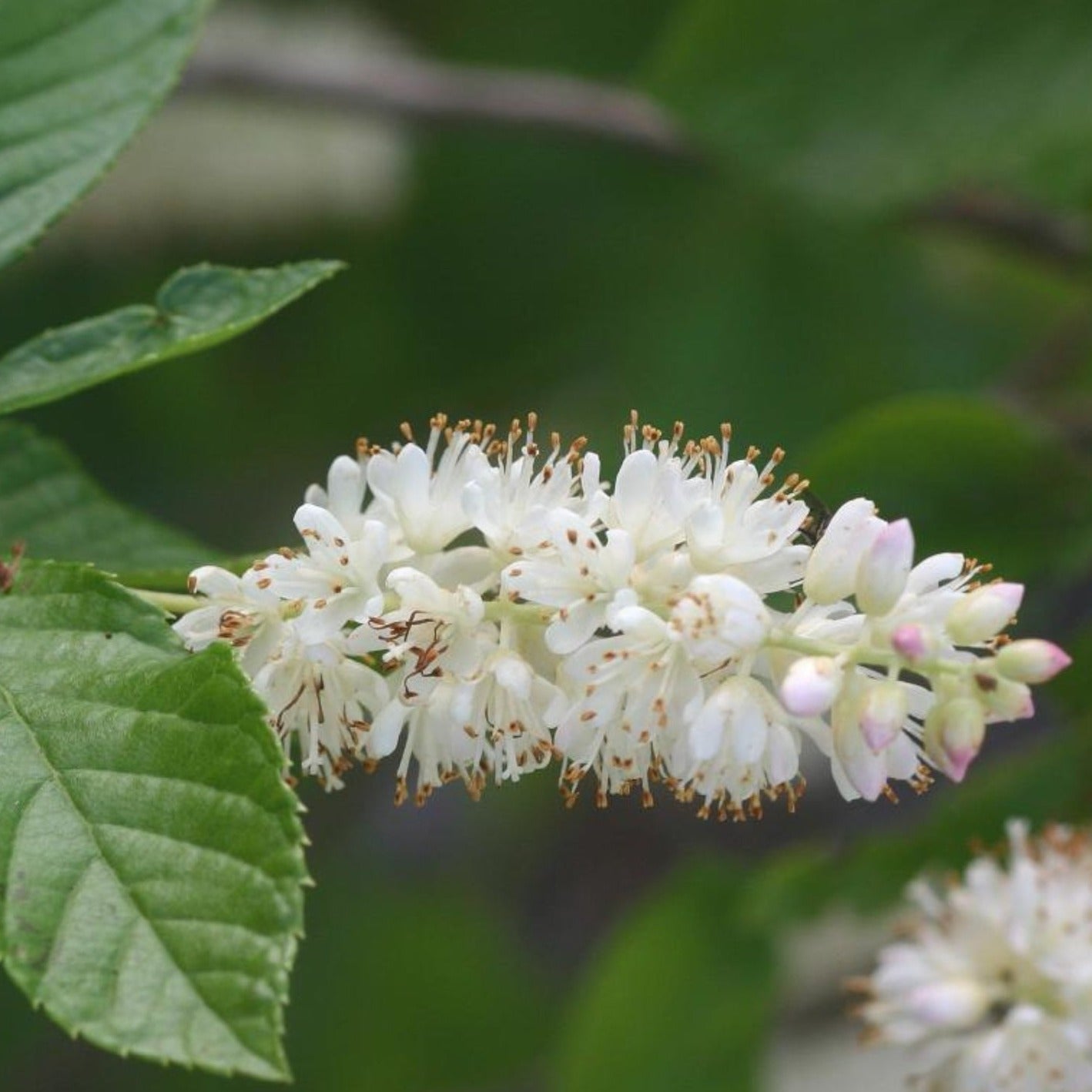 Clethra Summer Sparkler