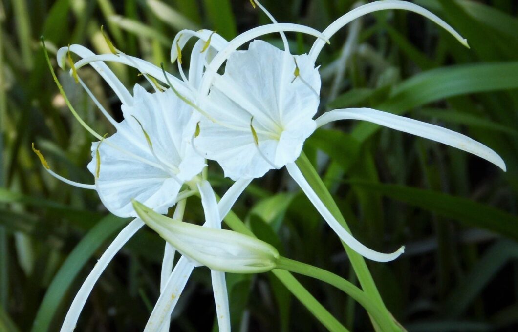 Lilly様 38560842461_5235ddbeb6_k-