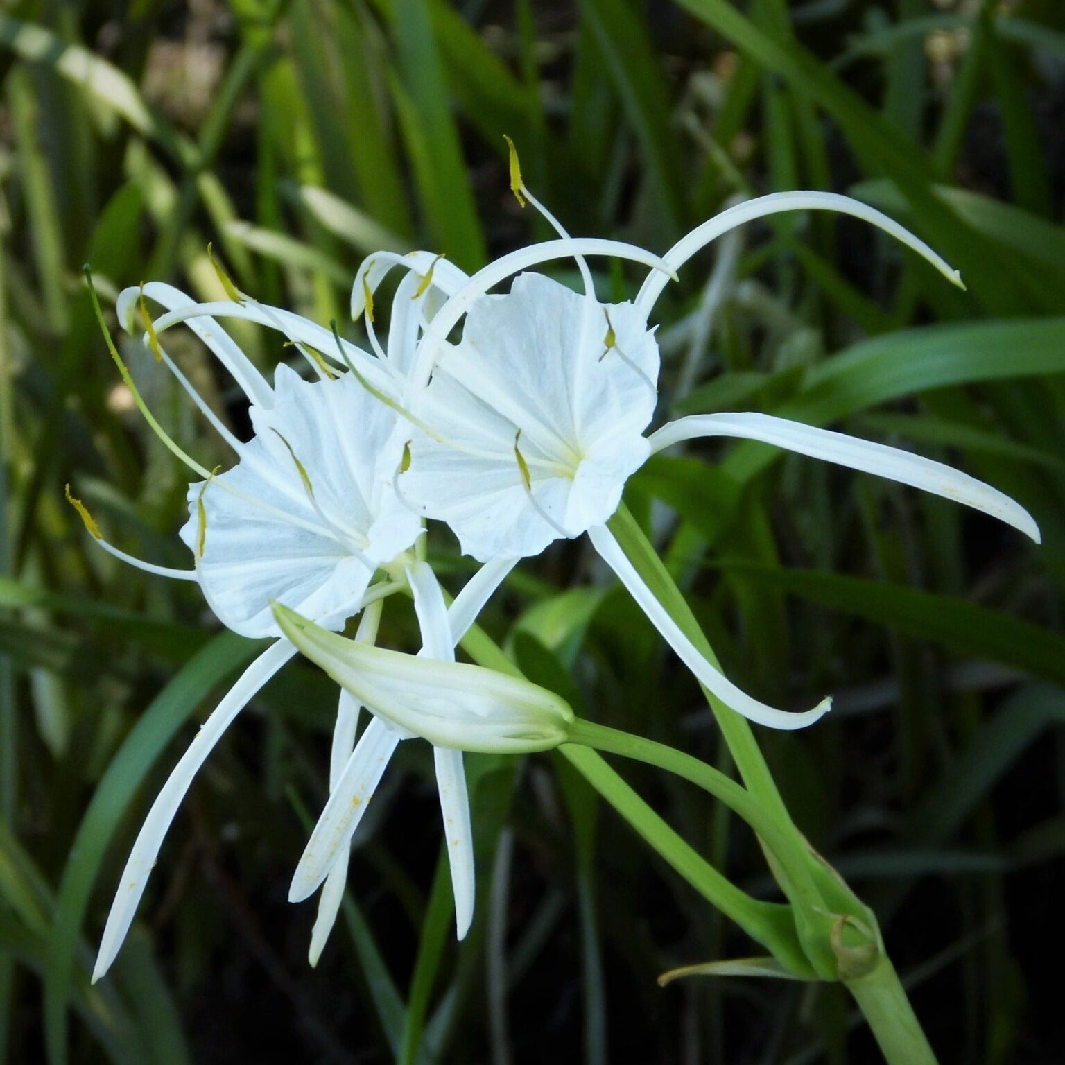 Woodland Spider Lily (Hymenocallis occidentalis)