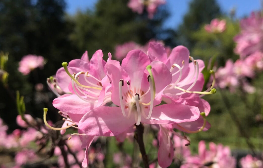 Pinkshell Azalea (Rhododendron vaseyi)
