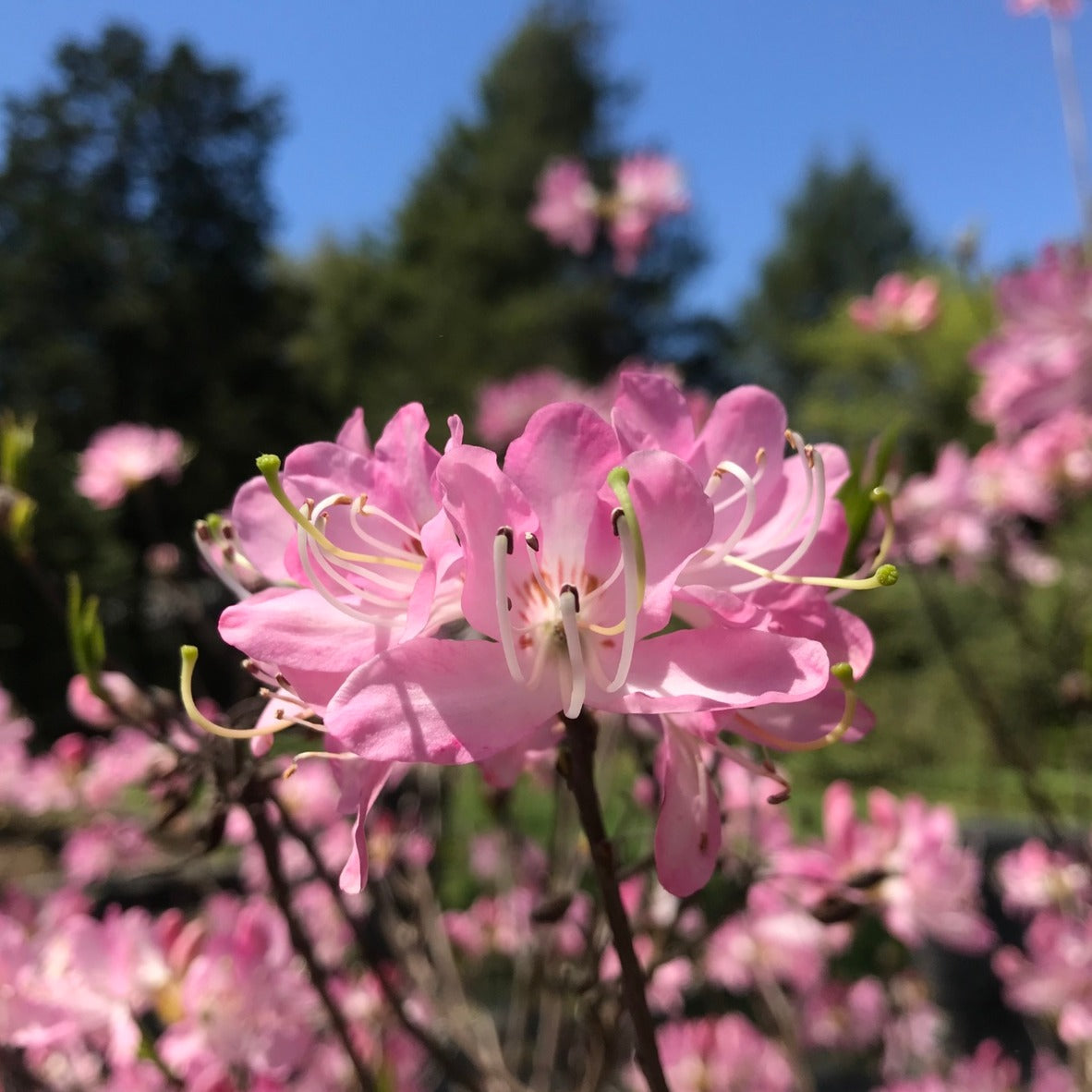 Pinkshell Azalea Pinkshell Azalea (Rhododendron vaseyi)