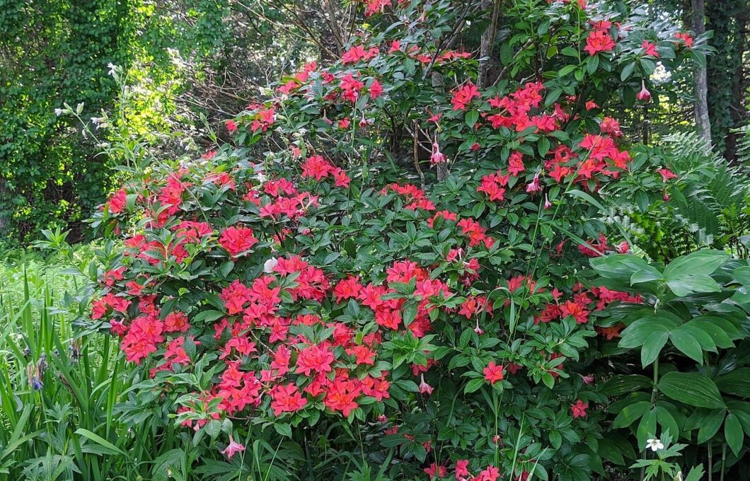 Plumleaf Azalea (Rhododendron prunifolium 'Skipper Lane')