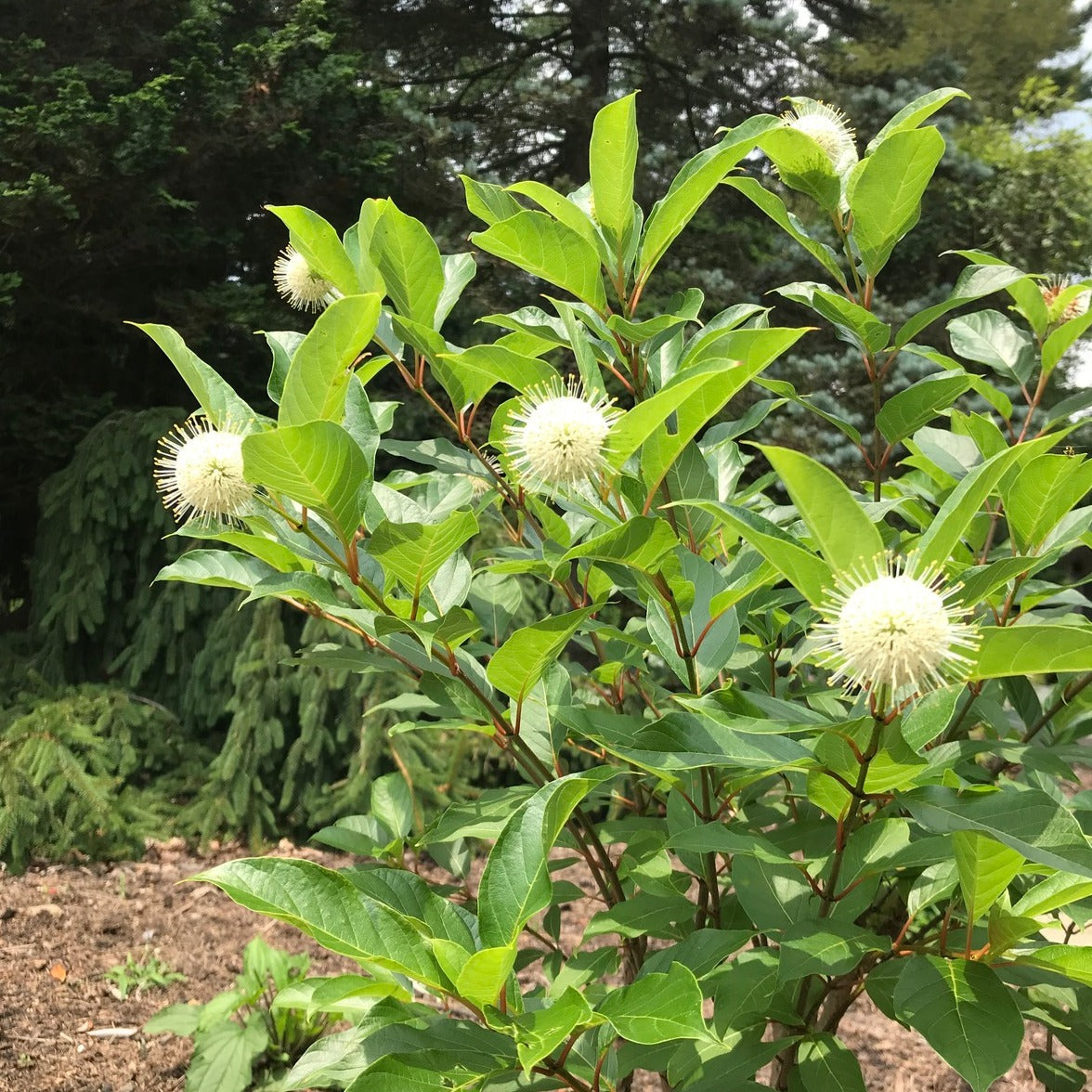 Buttonbush (Cephalanthus occidentalis 'Magical Moonlight')