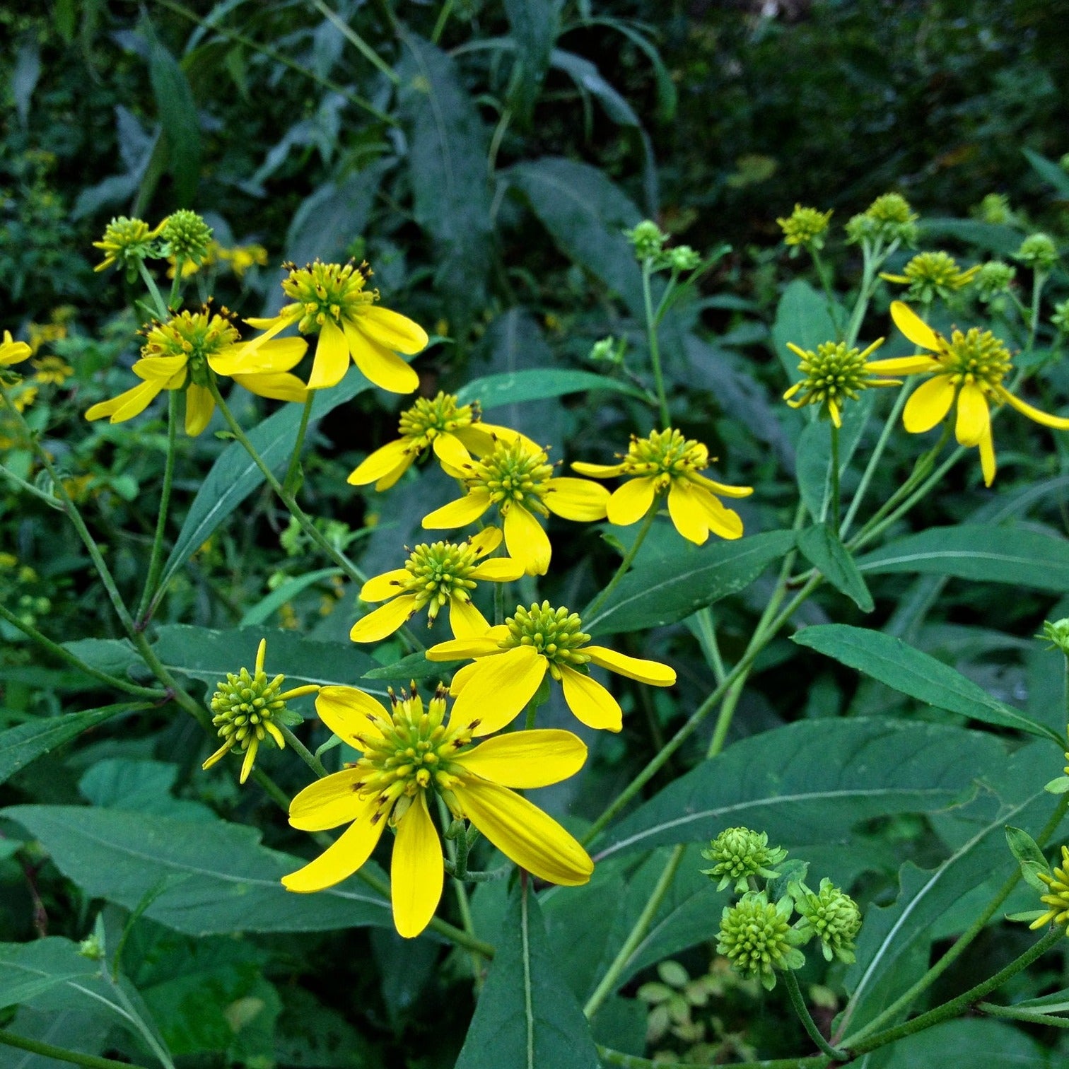 Wingstem Dead Wingstem (Verbesina alternifolia)