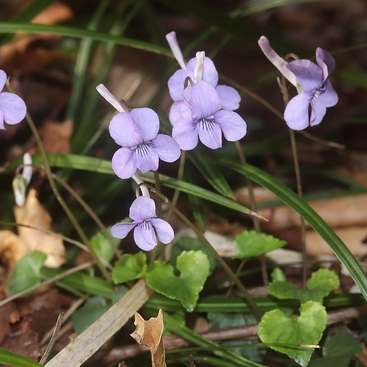 flower〜ビオラ　ロングバレッタ  purple Longspur Violet (Viola rostrata)
