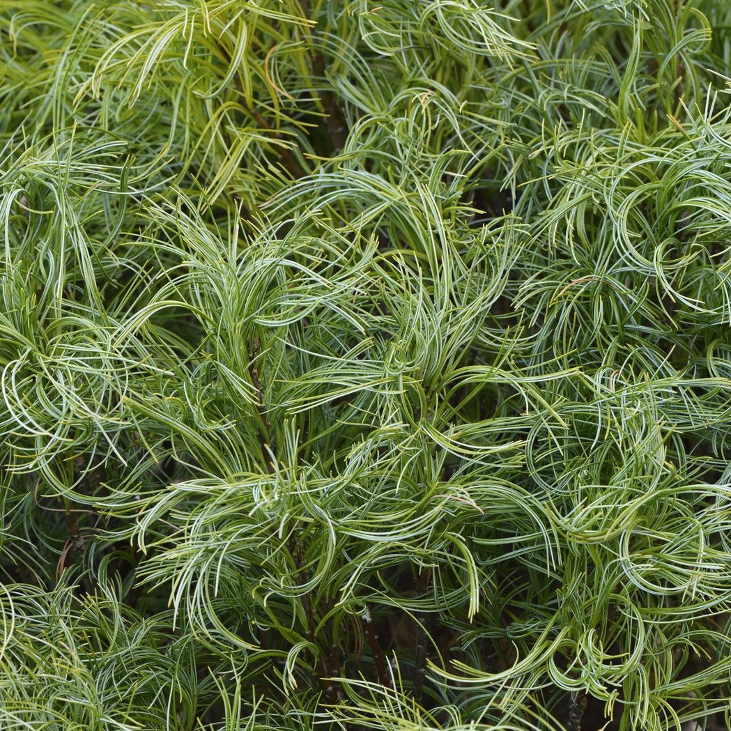 Dwarf Eastern White Pine (Pinus strobus 'Tiny Kurls')