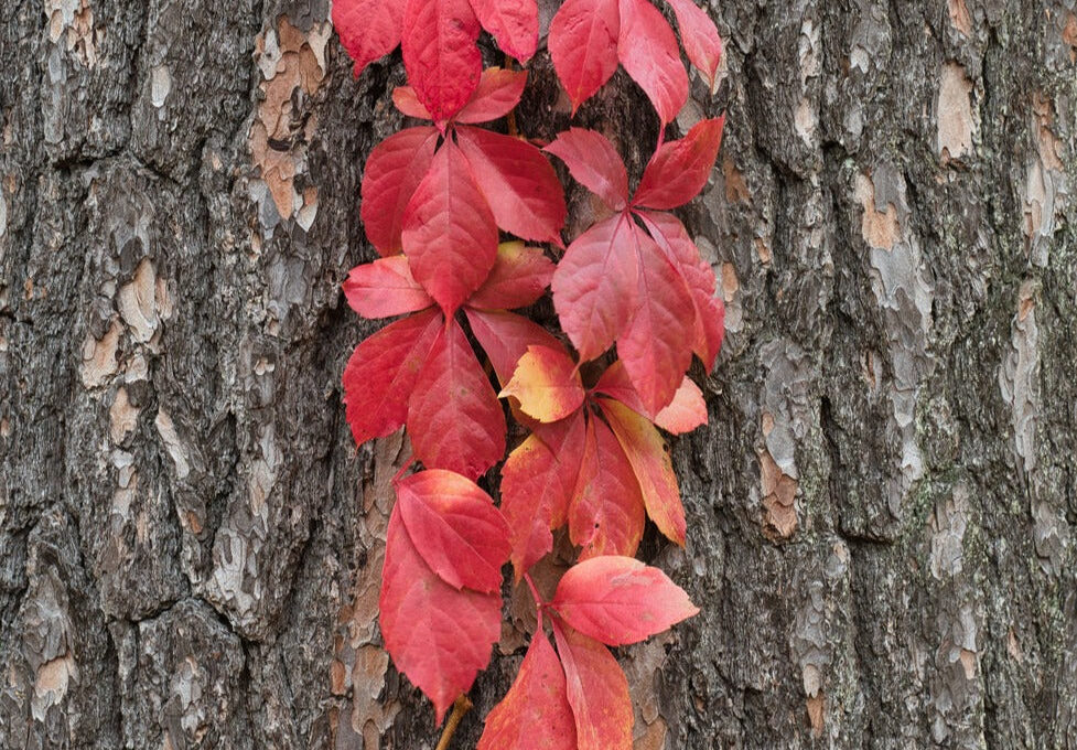 Virginia Creeper (Parthenocissus quinquefolia 'Red Wall')