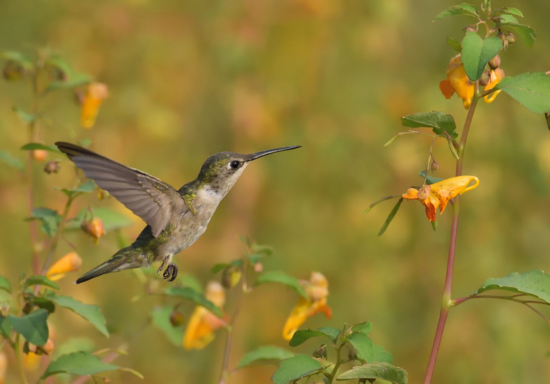 A Ruby-throated Hummingbird hovers next to blooming jewel weed.
