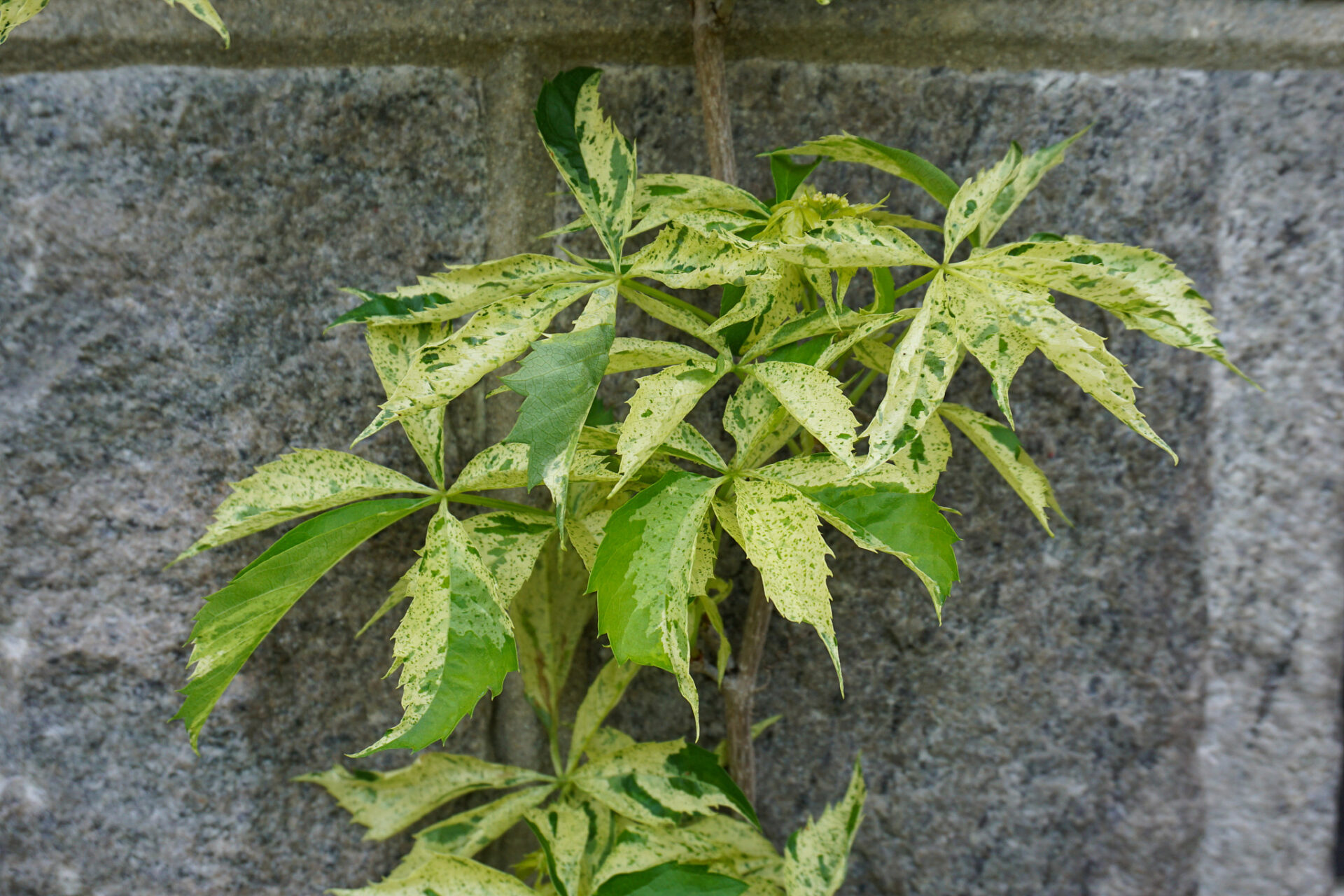 Variegated Virginia Creeper (Parthenocissus quinquefolia 'Monham' Star  Showers)