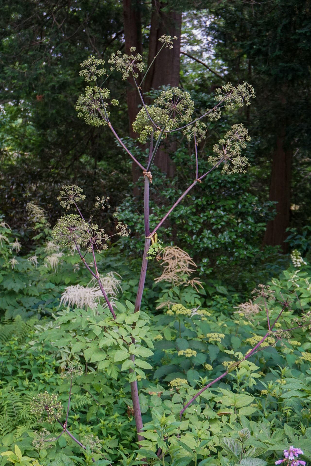 Purplestem Angelica (Angelica atropurpurea)