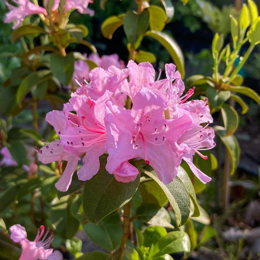 Chapman's Rhododendron (Rhododendron minus var. chapmanii)