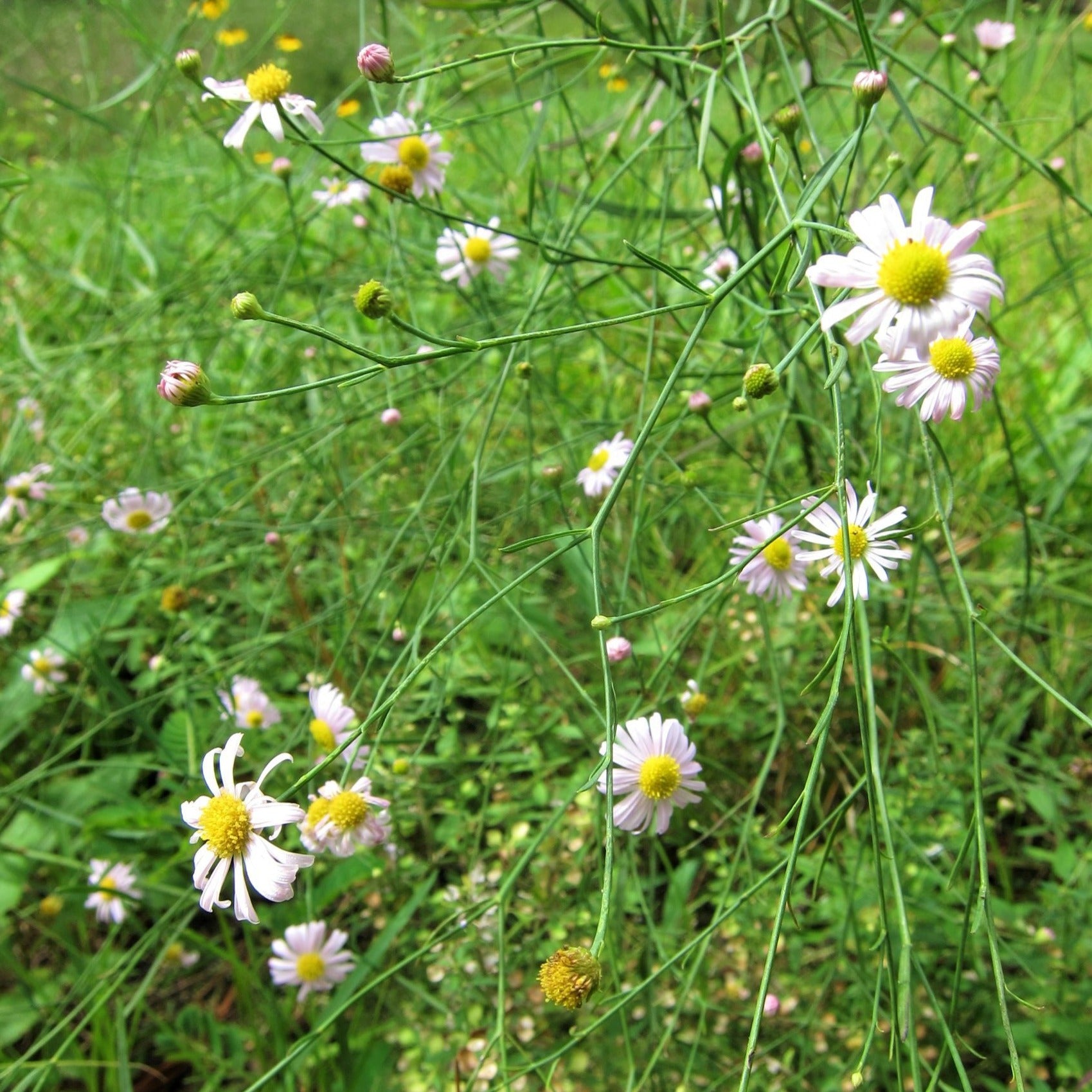 False Aster False Aster (Boltonia asteroides)