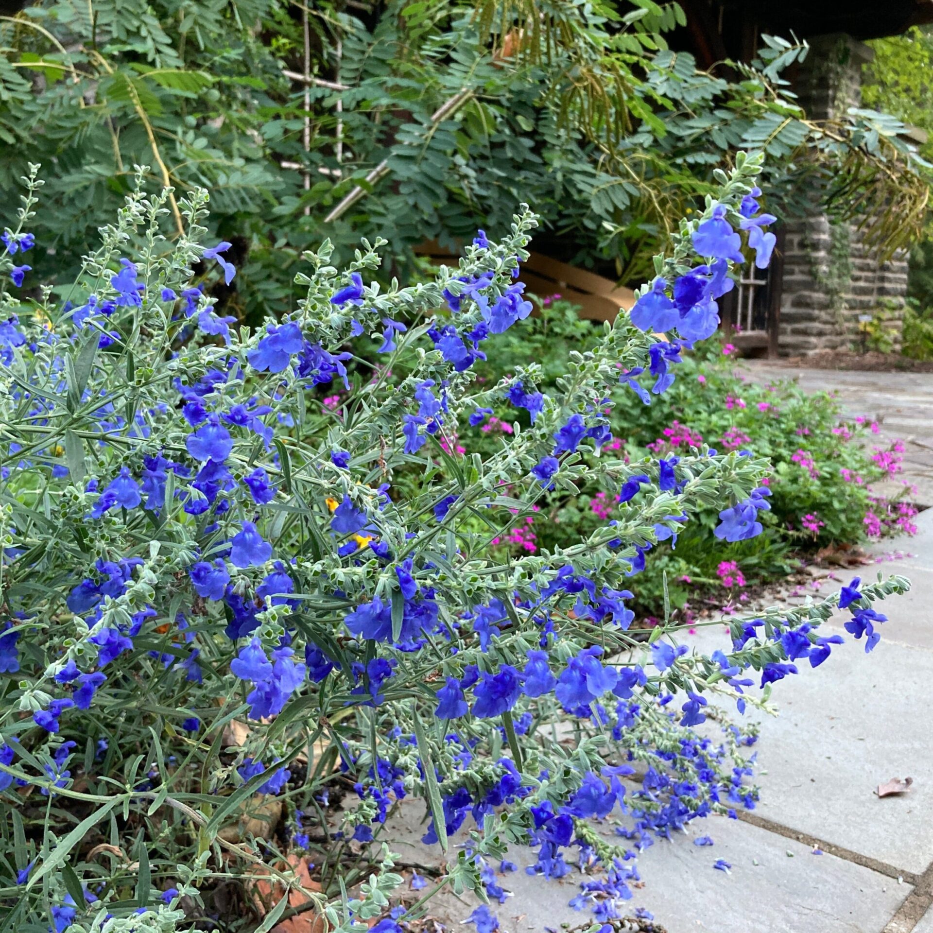 Azure Blue Sage (Salvia azurea 'Grandiflora')