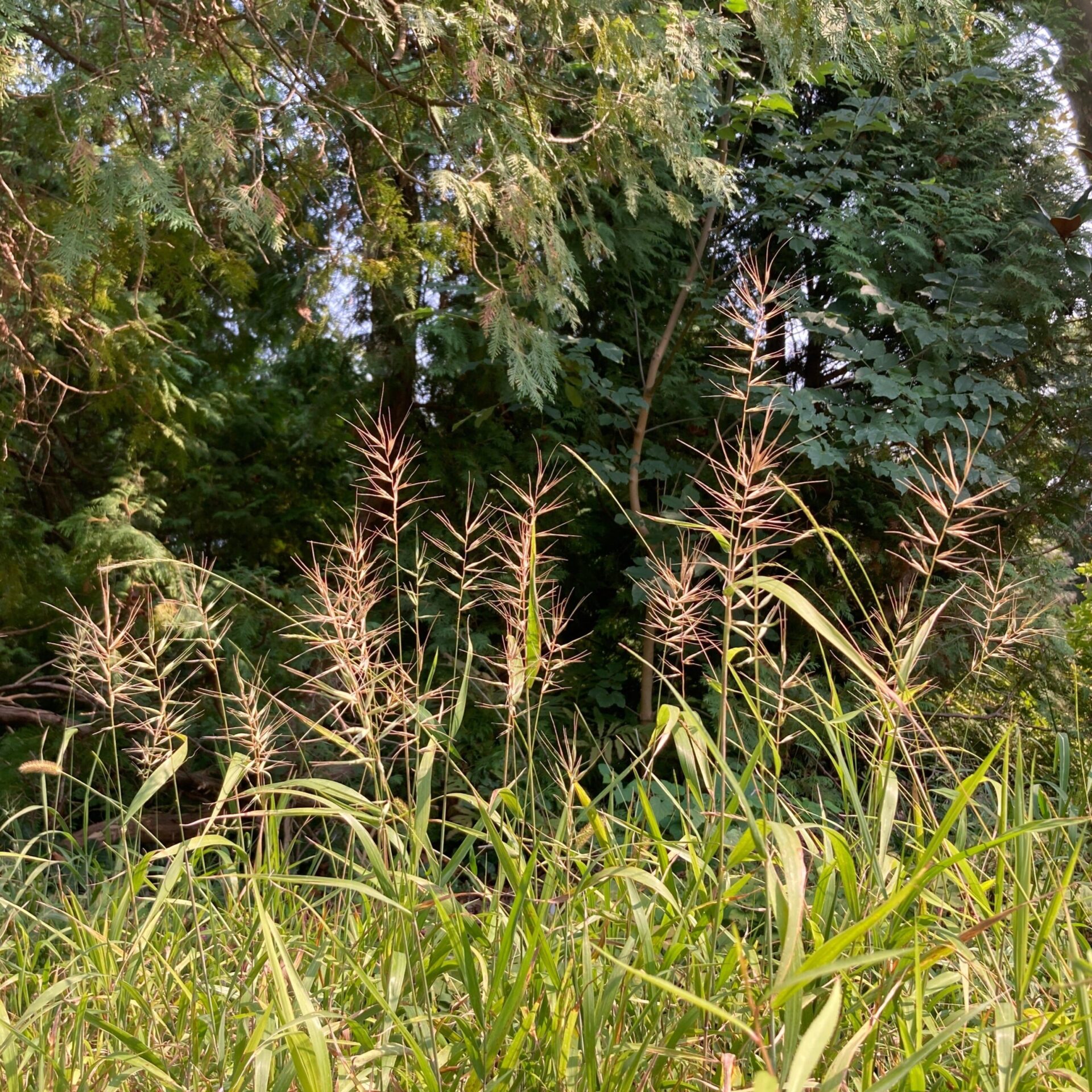 Bottlebrush Grass (Elymus hystrix)