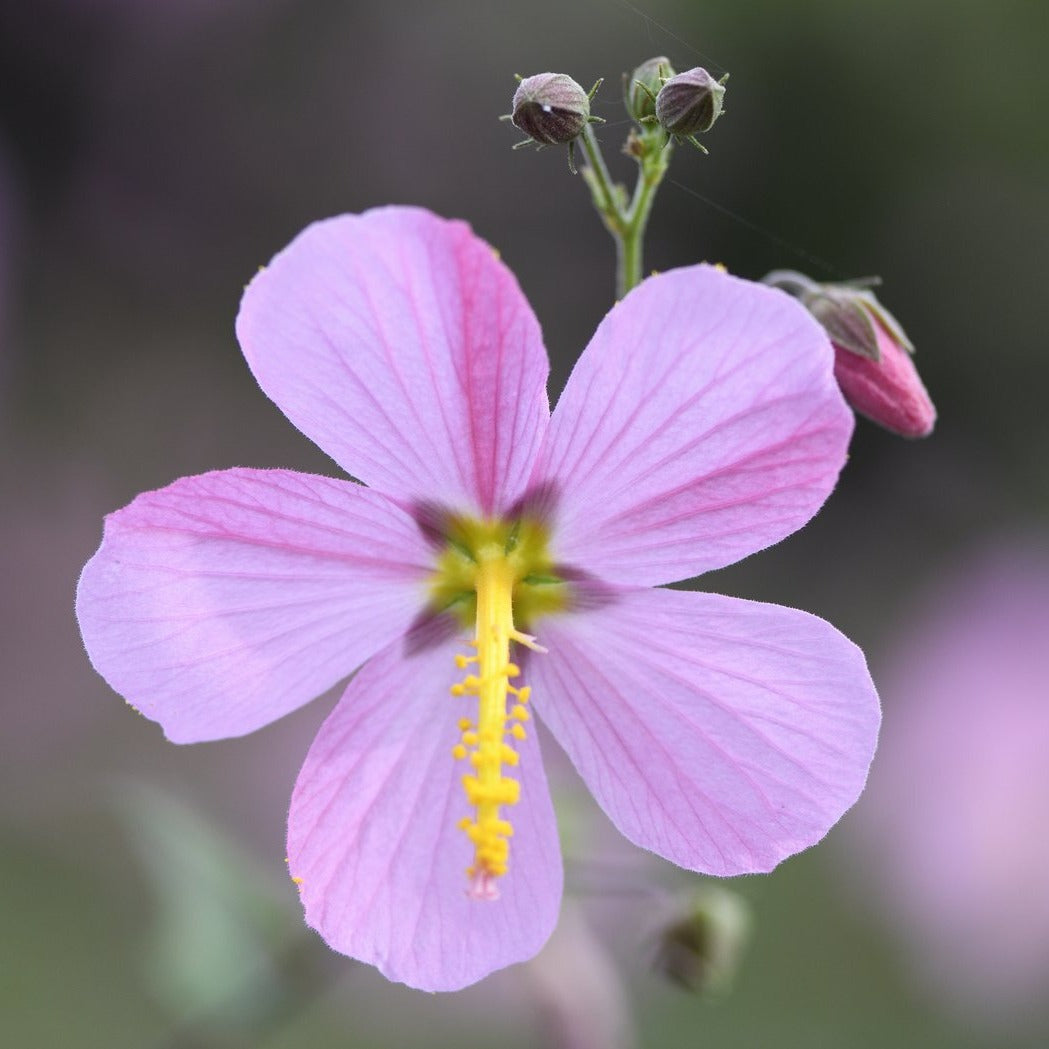 Seashore Mallow (Kosteletzkya virginica)