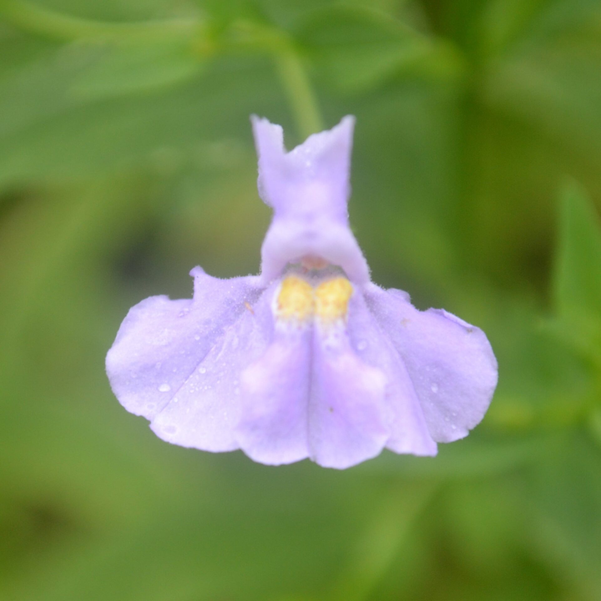 Allegheny Monkeyflower (Mimulus ringens)