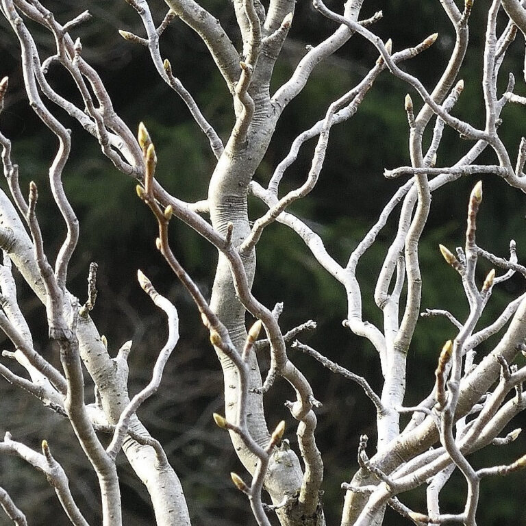 Black Tupelo (Nyssa sylvatica 'Zydeco Twist')