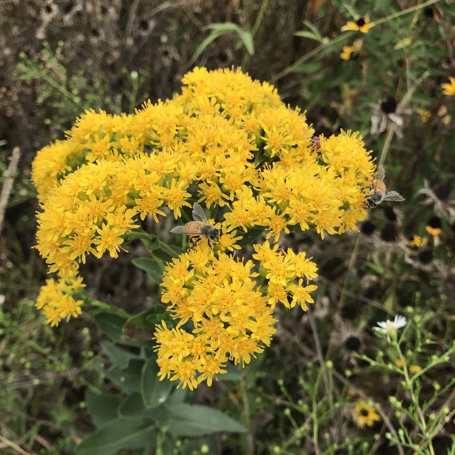 Solidago Golden Rockets Stiff Goldenrod (Solidago rigida 'Golden Rockets')