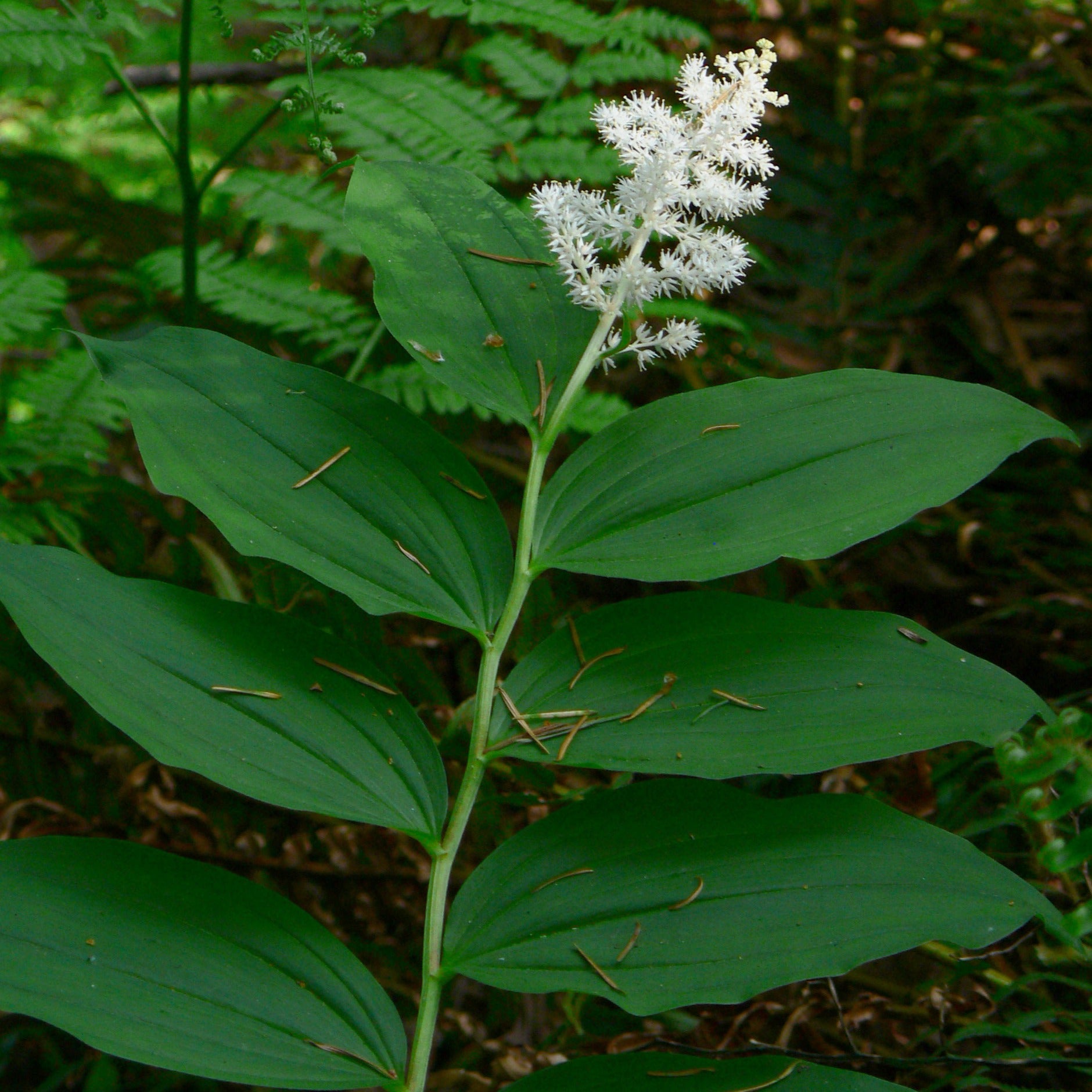 false-solomon-s-seal-maianthemum-racemosum