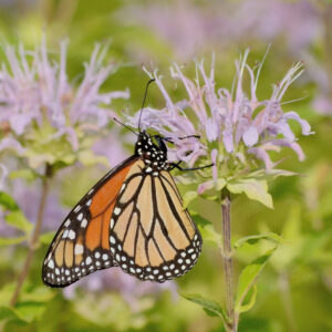 orange monarch butterfly feeding on pink flower