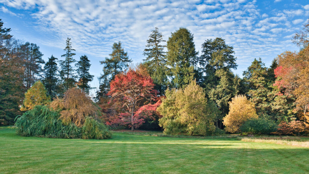 line of trees with multicolored foliage with a sky full of puffy clouds