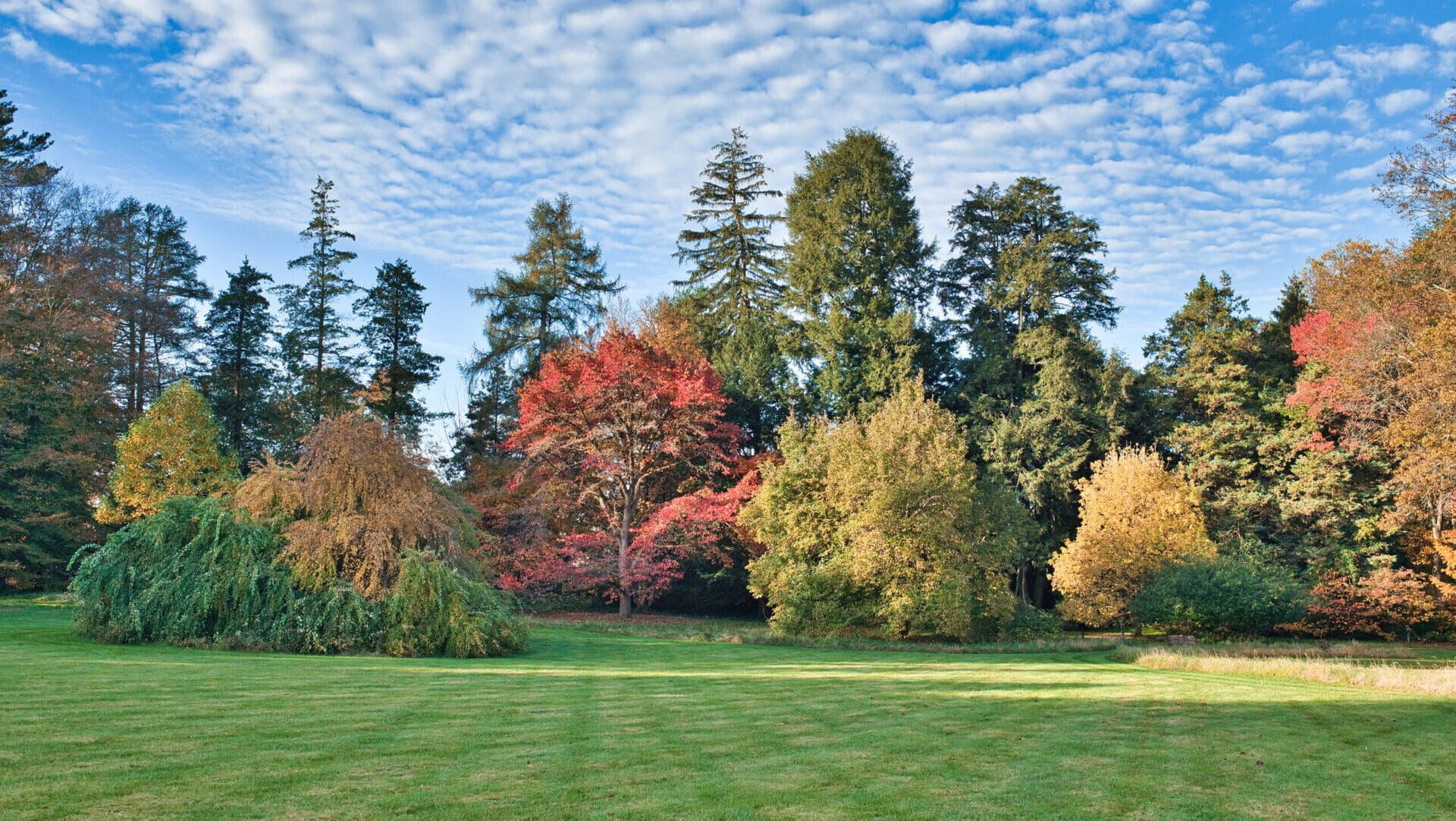 line of trees with multicolored foliage with a sky full of puffy clouds
