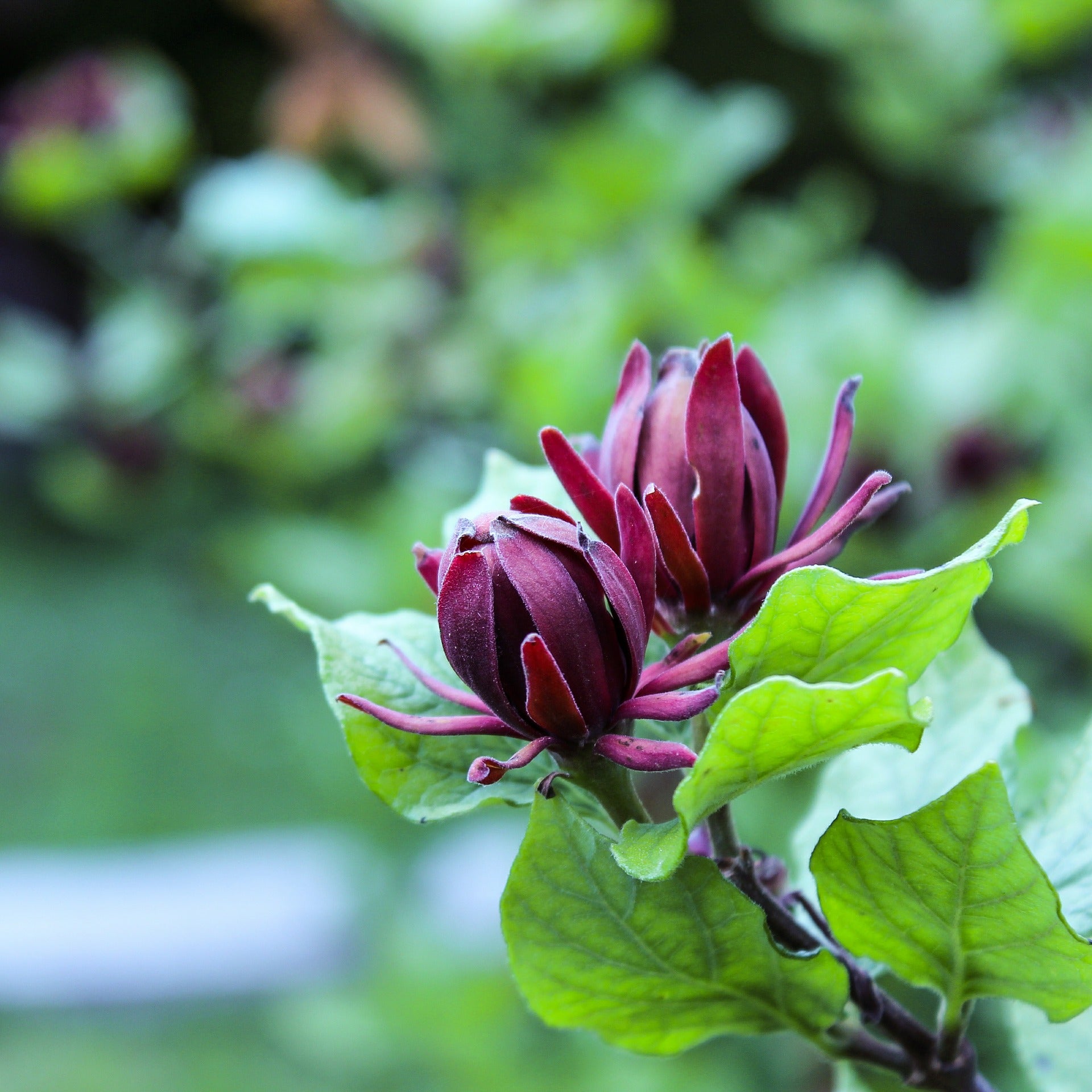 Carolina Allspice (Calycanthus floridus 'Michael Lindsey')