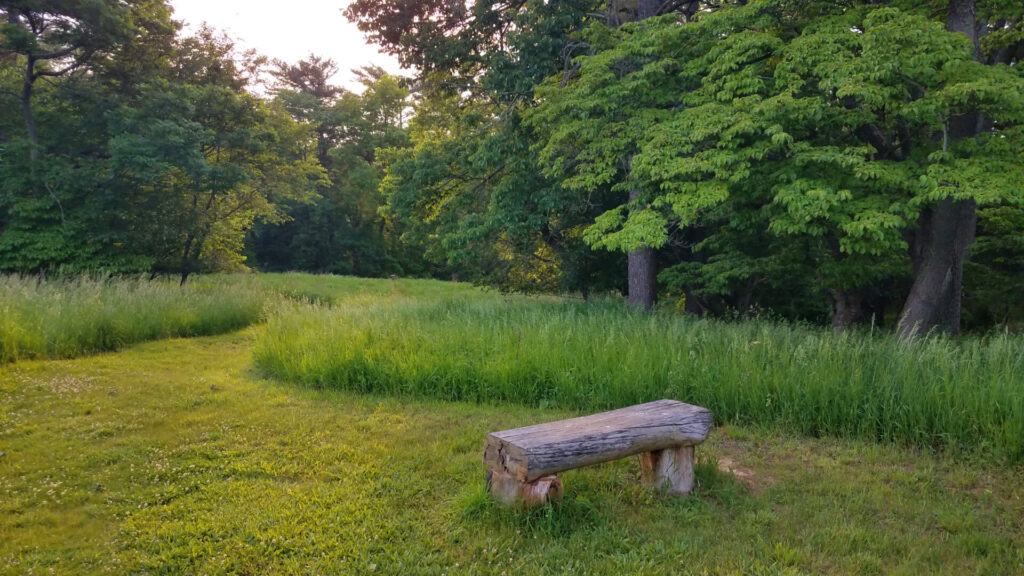 a wood bench in a mown grassy path that cuts through a meadow of green grasses and trees