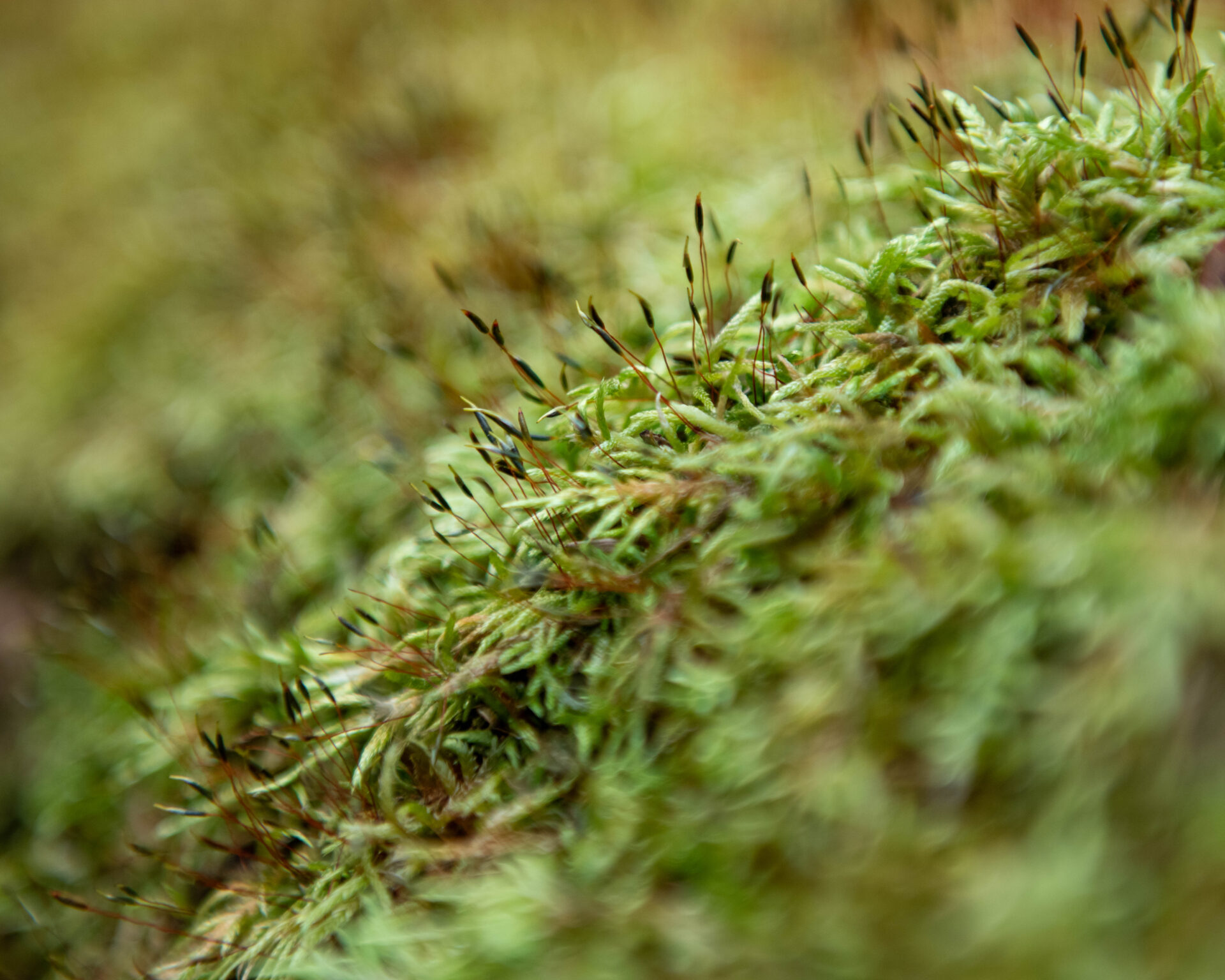 a macro close-up of green moss and moss spores