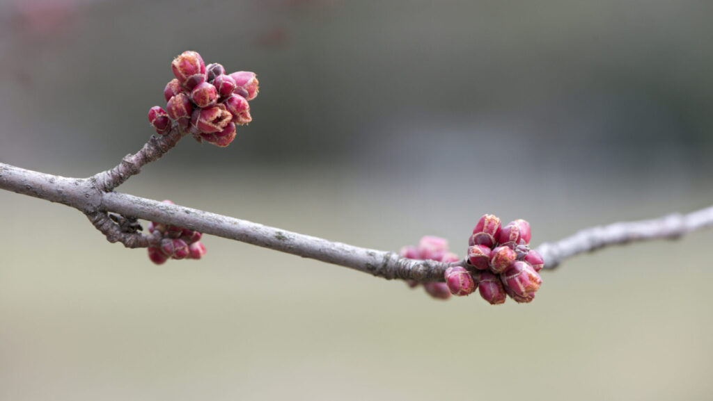 Close up photo of red maple buds on a branch