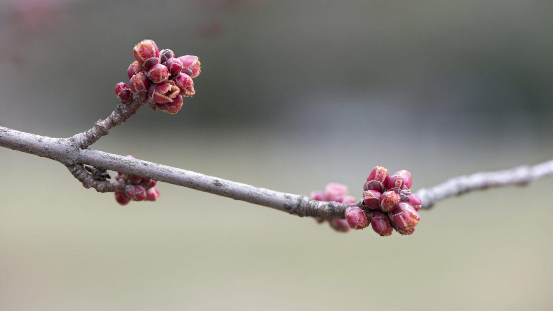 Close up photo of red maple buds on a branch