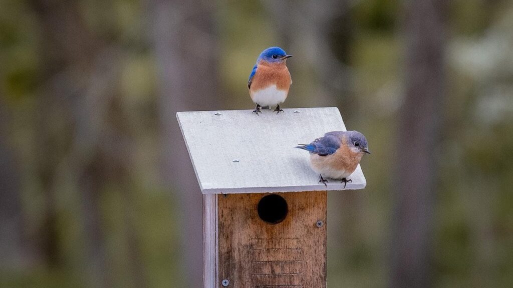 two bluebirds sit on a bird box in a meadow.|a bluebird perched near a bird box.