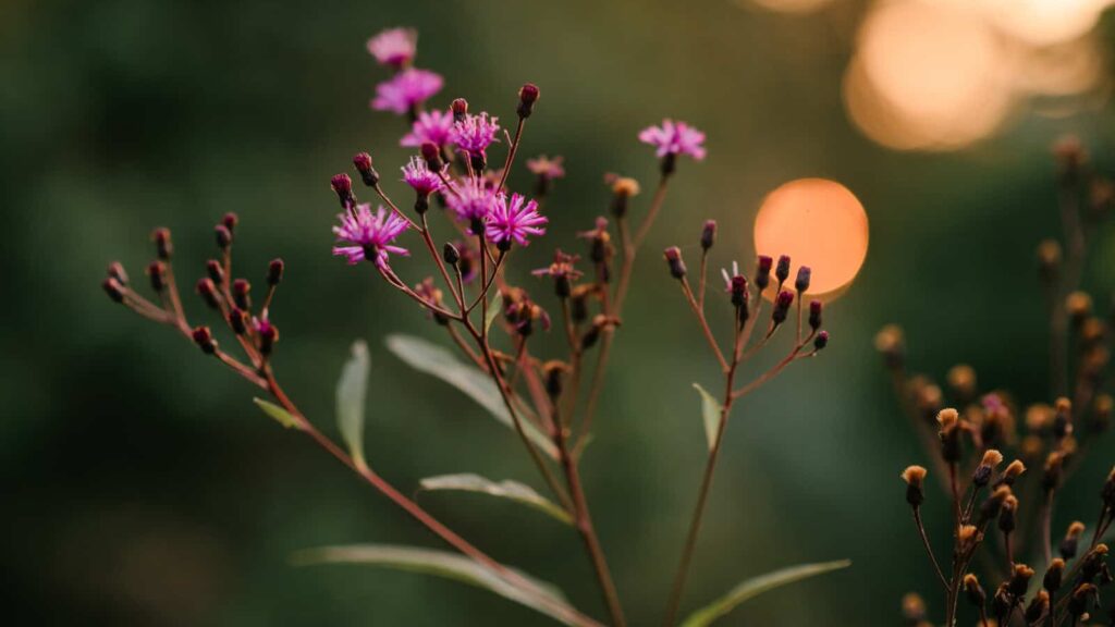 A purple flowering bush in focus with the sunset in background.