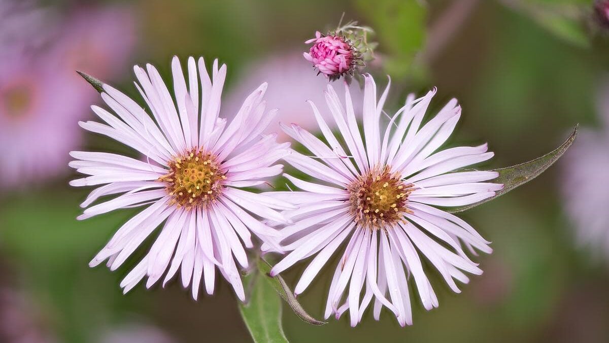 Two pink aster flowers in focus.