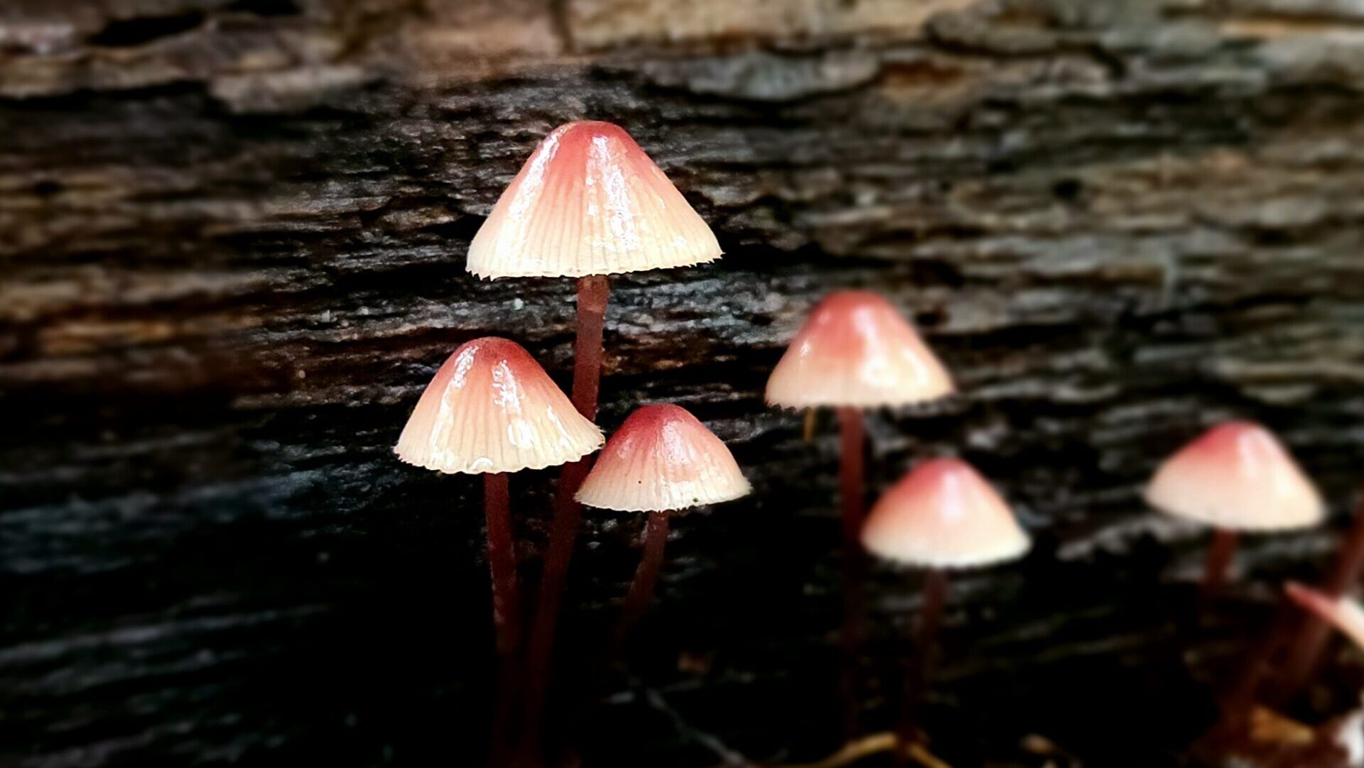 Mycena haematopus: The bleeding mycena: oozes a blood red liquid if damaged