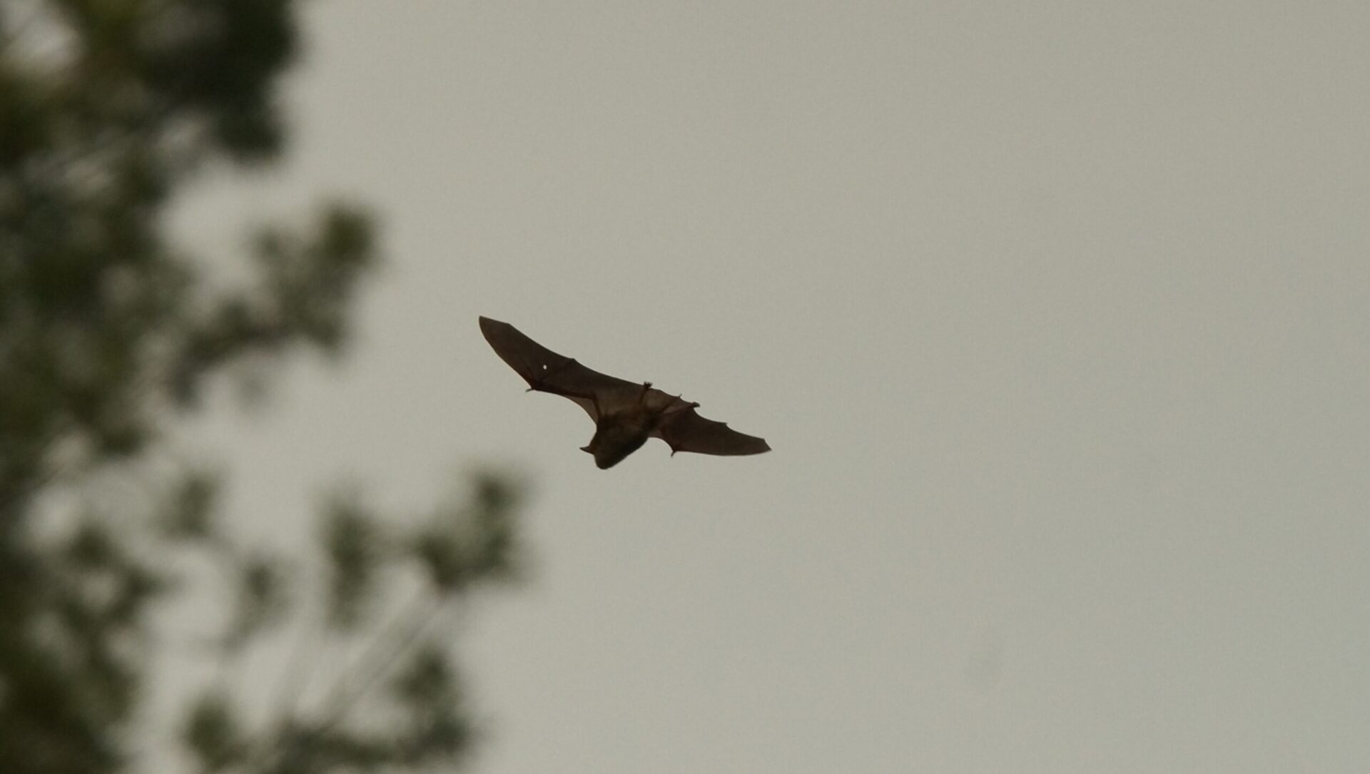 a black bat against a grey sky.