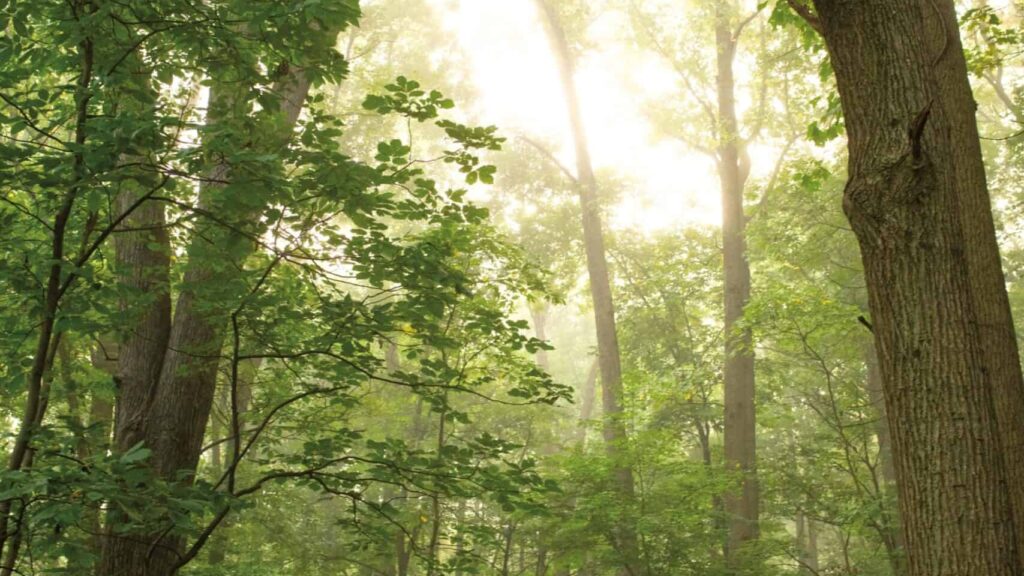 A forest of tall trees with green leaves.