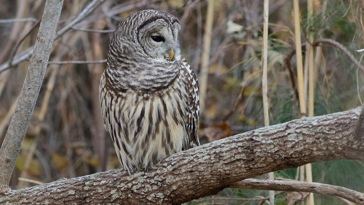 A barred owl perched on a tree looks into the distance.