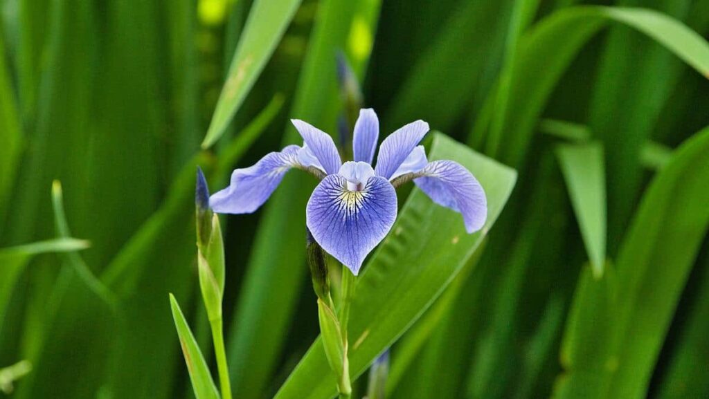 Iris at the Pergola