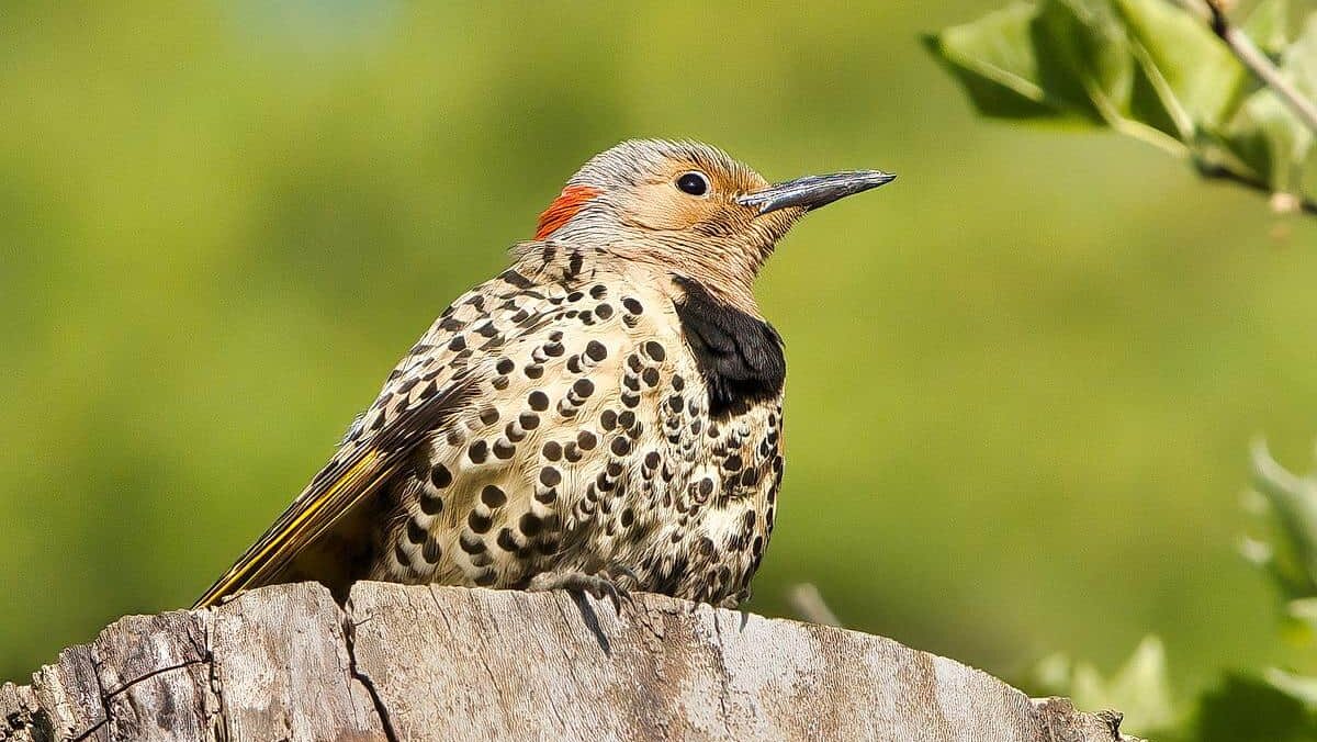 A black and cream speckled bird sits on a dead log with green trees behind her.